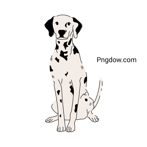 Dalmatian Png image with transparent background for free, Dalmatian, (15)