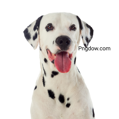 Dalmatian Png image with transparent background for free, Dalmatian, (14)