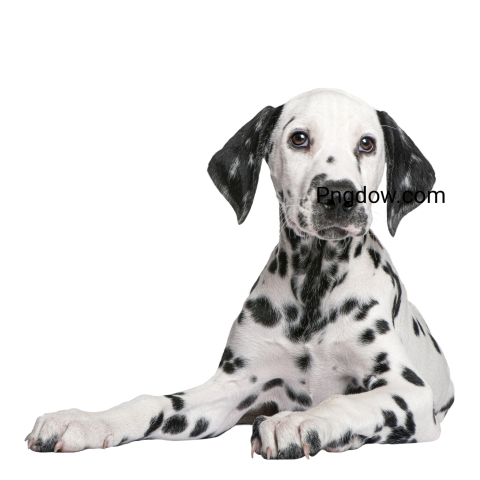 Dalmatian Png image with transparent background for free, Dalmatian, (1)