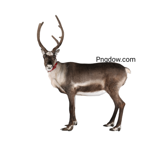 Deer Png image with transparent background for free, Deer, (33)