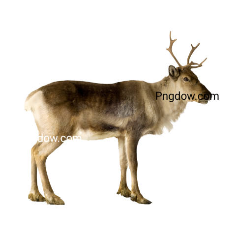 Deer Png image with transparent background for free, Deer, (32)
