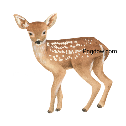 Deer Png image with transparent background for free, Deer, (37)