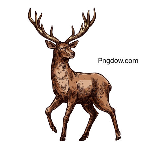 Deer Png image with transparent background for free, Deer, (9)