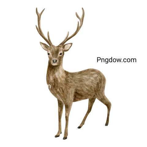 Deer Png image with transparent background for free, Deer, (22)