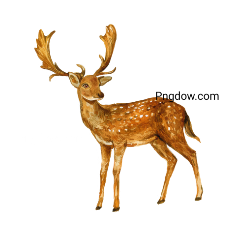 Deer Png image with transparent background for free, Deer, (8)