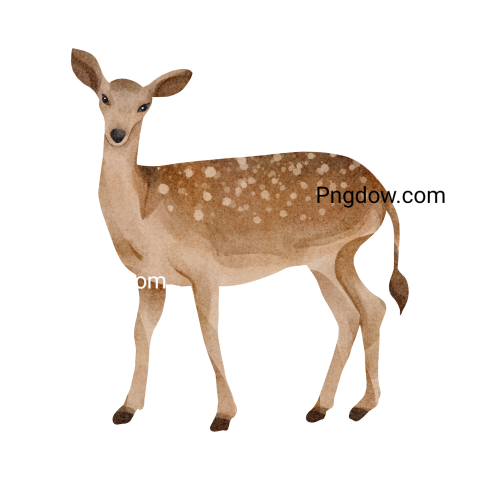 Deer Png image with transparent background for free, Deer, (19)
