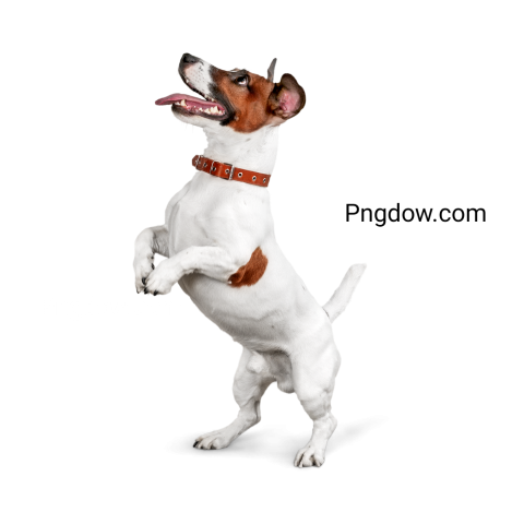 Dogs Png image with transparent background for free, Dogs, (24)