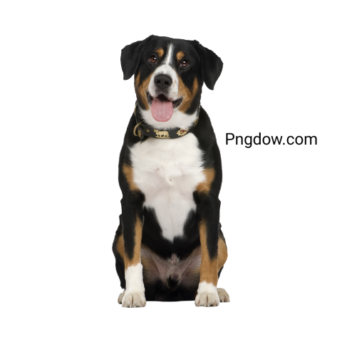 Dogs Png image with transparent background for free, Dogs, (23)