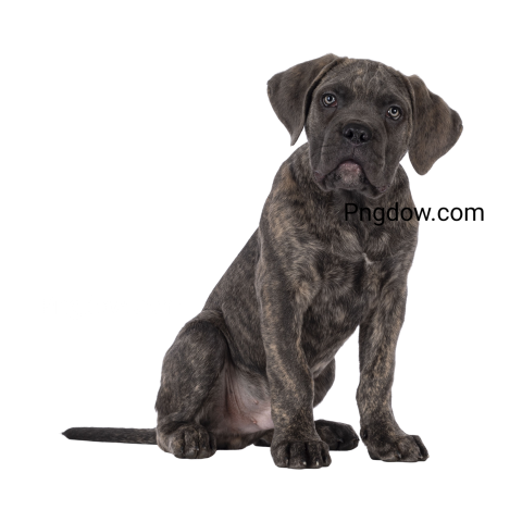 Dogs Png image with transparent background for free, Dogs, (20)