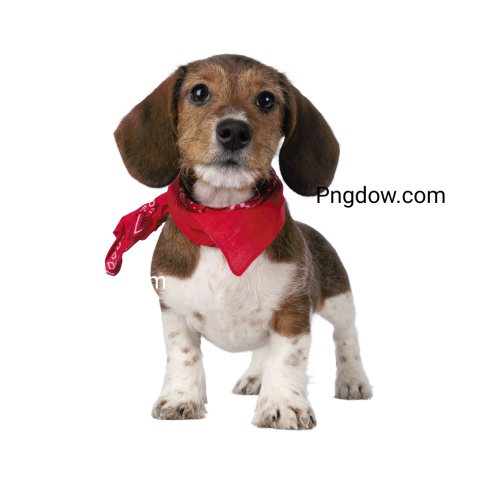 Dogs Png image with transparent background for free, Dogs, (21)