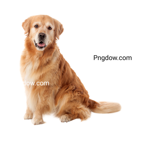 Dogs Png image with transparent background for free, Dogs, (29)