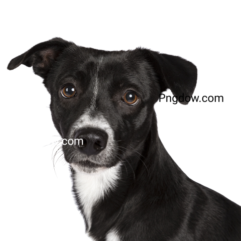 Dogs Png image with transparent background for free, Dogs, (26)