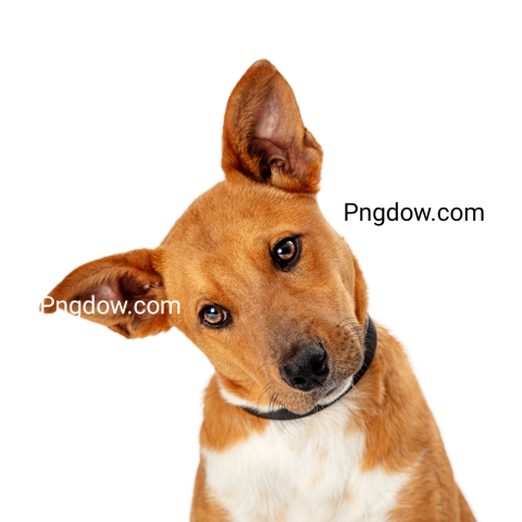 Dogs Png image with transparent background for free, Dogs, (30)