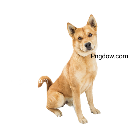 Dogs Png image with transparent background for free, Dogs, (17)