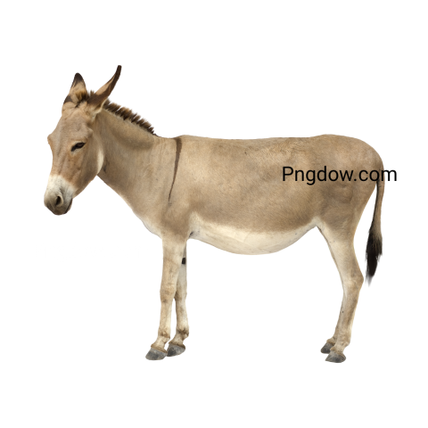 Donkey Png image with transparent background for free, Donkey, (34)