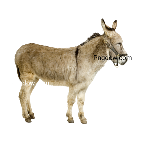 Donkey Png image with transparent background for free, Donkey, (35)
