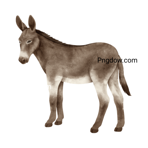 Donkey Png image with transparent background for free, Donkey, (31)