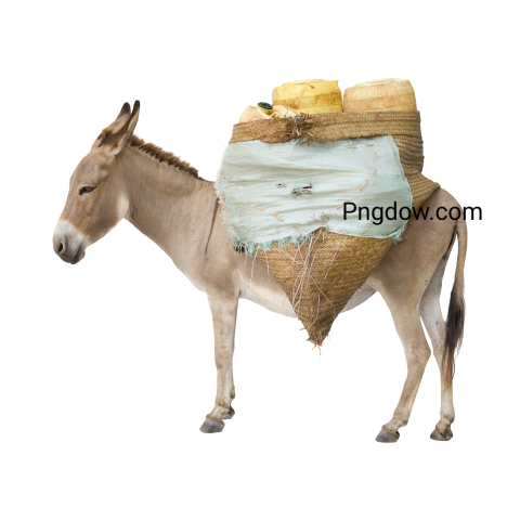 Donkey Png image with transparent background for free, Donkey, (33)
