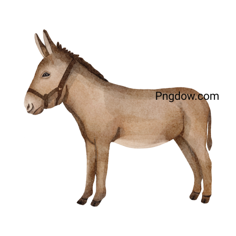 Donkey Png image with transparent background for free, Donkey, (23)