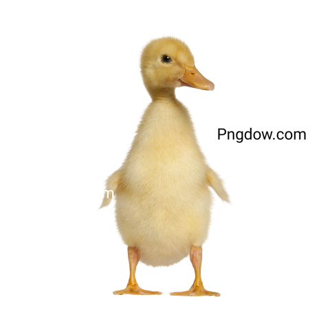 Duck Png image with transparent background for free, Duck, (29)