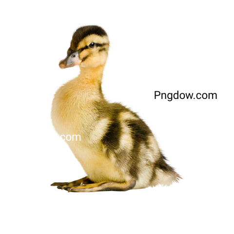 Duck Png image with transparent background for free, Duck, (25)