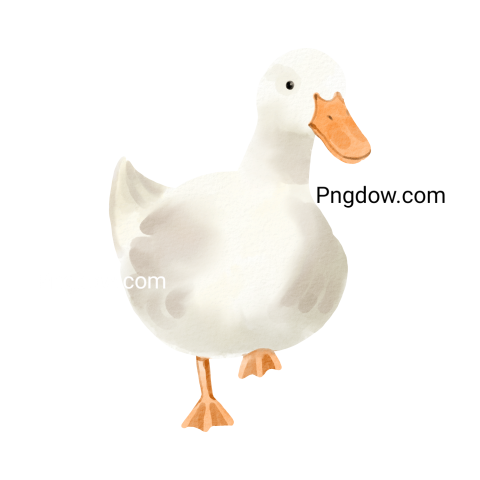 Duck Png image with transparent background for free, Duck, (3)