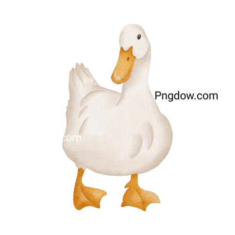 Duck Png image with transparent background for free, Duck, (16)