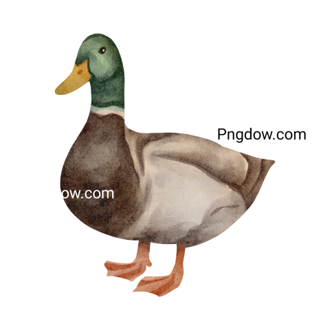 Duck Png image with transparent background for free, Duck, (19)