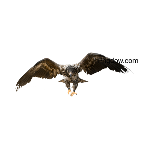 Eagle Png image with transparent background for free, Eagle, (39)