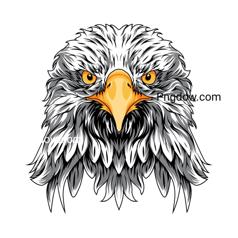 Eagle Png image with transparent background for free, Eagle, (6)