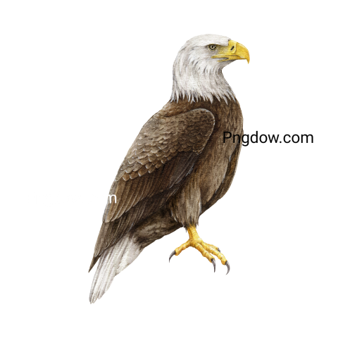 Eagle Png image with transparent background for free, Eagle, (7)