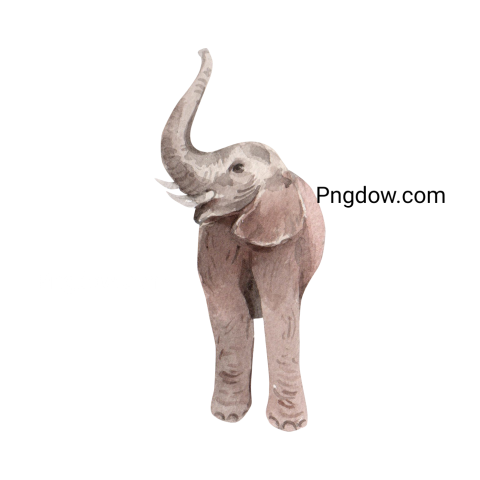 Elephants Png image with transparent background for free, Elephants, (43)
