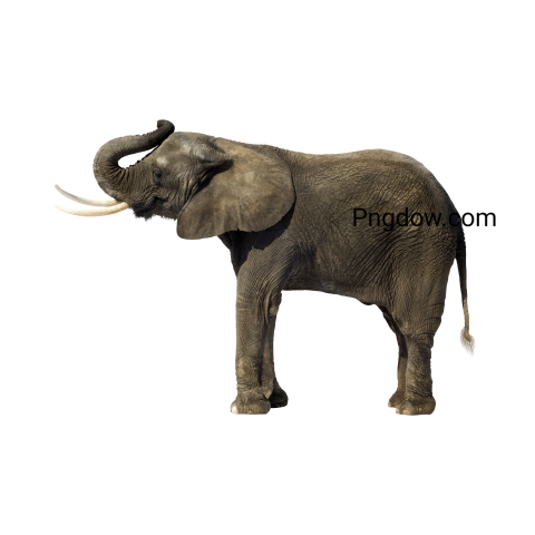 Elephants Png image with transparent background for free, Elephants, (46)