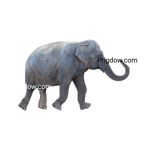 Elephants Png image with transparent background for free, Elephants, (44)