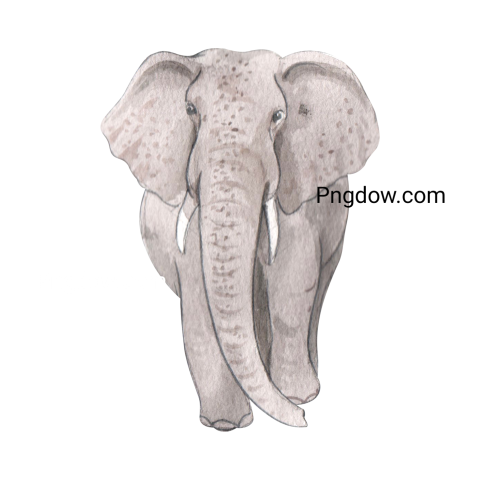 Elephants Png image with transparent background for free, Elephants, (23)