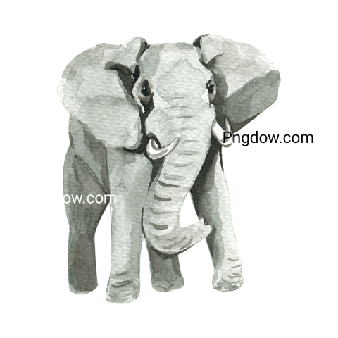 Elephants Png image with transparent background for free, Elephants, (8)