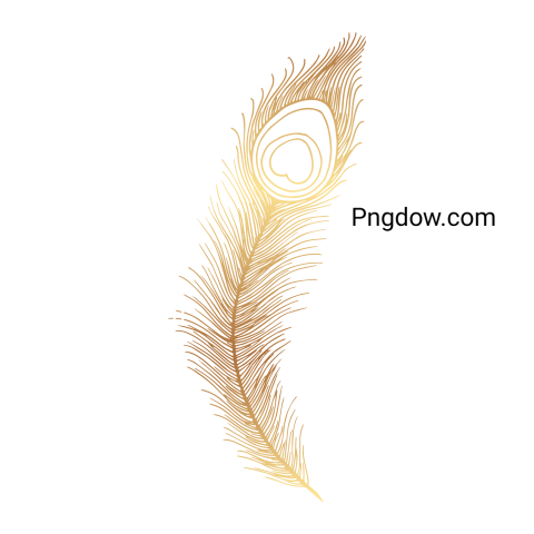 Feather Png image with transparent background for free, Feather, (29)