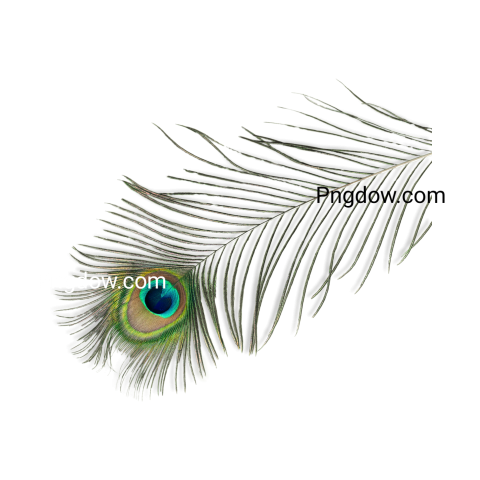 Feather Png image with transparent background for free, Feather, (33)
