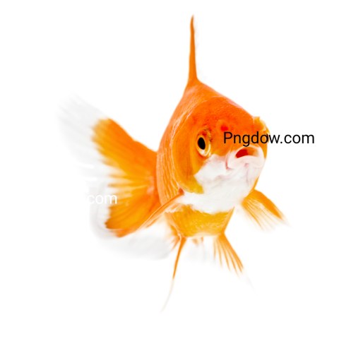 Goldfish transparent background for Free