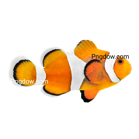 Clown Fish png images for Free