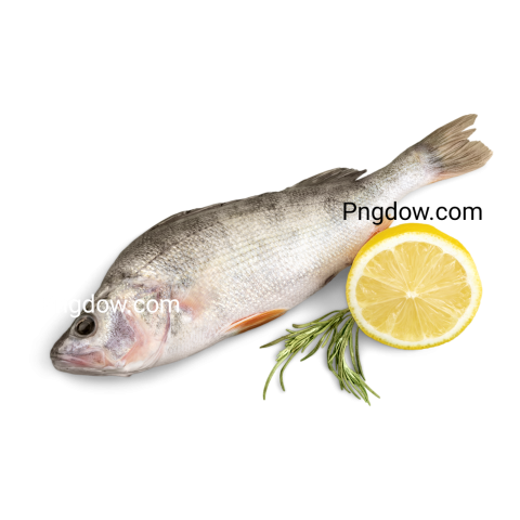 Fresh Fish transparent background for Free