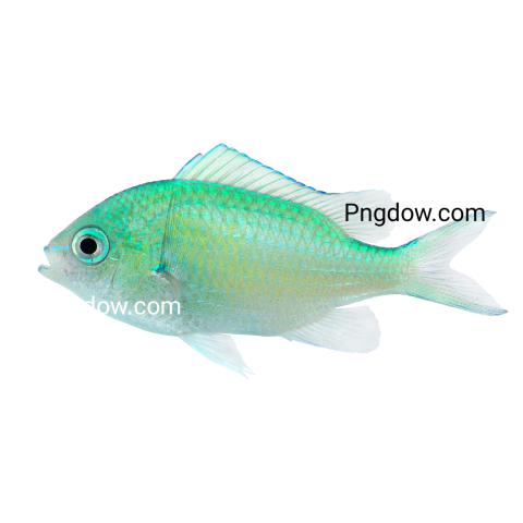 Green Chromis transparent background for Free Download