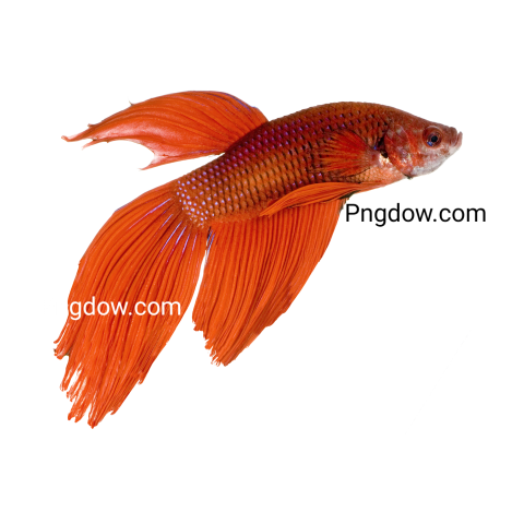 Siamese Fighting Fish image transparent background for Free Download
