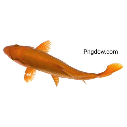 Orange Koi Fish, Cyprinus Carpio, Studio Shot transparent background for Free