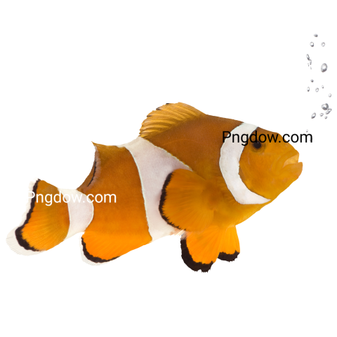 Orange Clownfish   Amphiprion Occelaris transparent background for Free