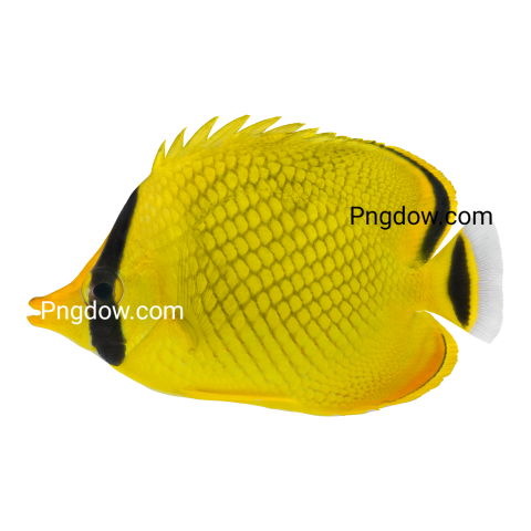 Latticed Butterfly Fish transparent background for Free