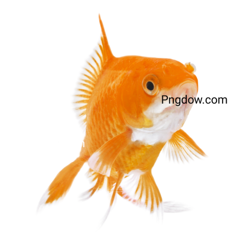 Goldfish Isolated transparent background for Free