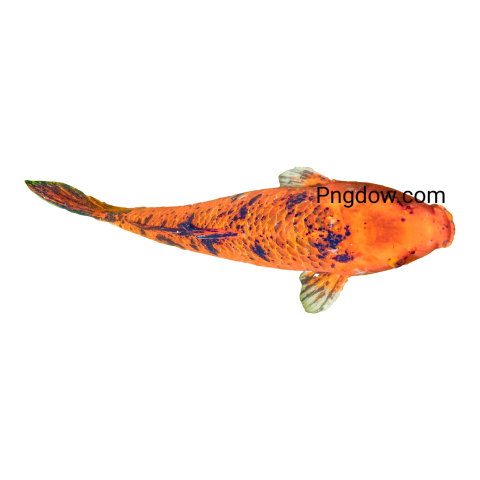 Koi Fish Isolated transparent background for Free