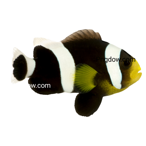Saddleback Clownfish   Amphiprion Polymnus, png