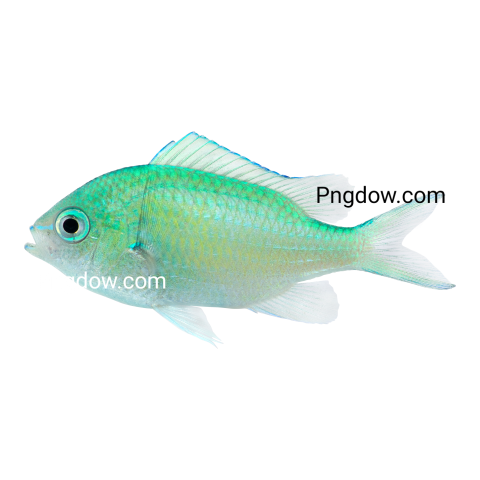 Green Chromis transparent background for Free